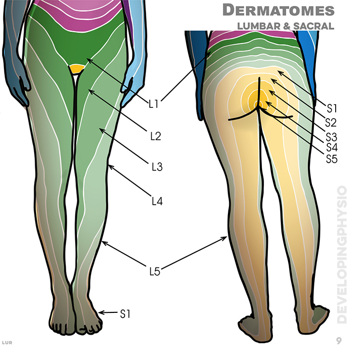 Dermatomes are tested by alt test tem only